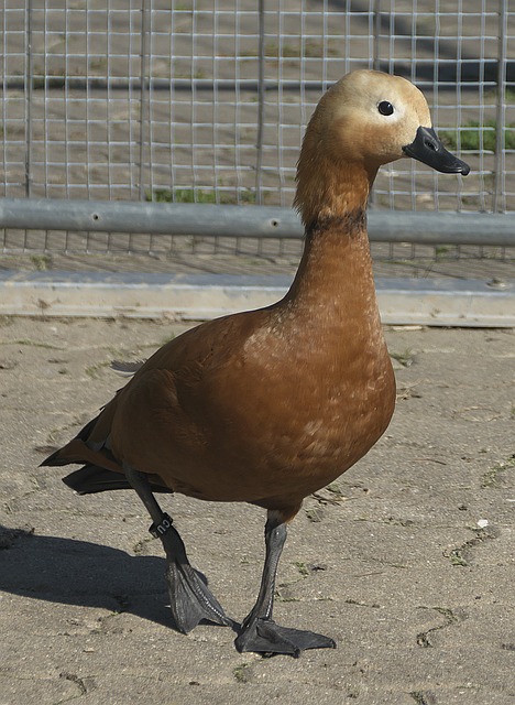 意甲两大传