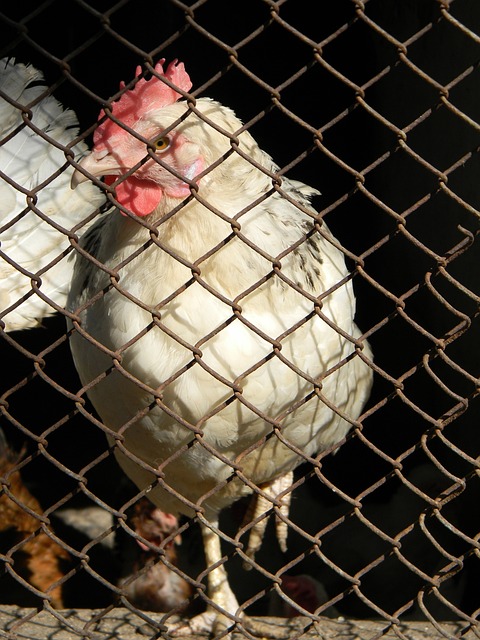 发起的进攻 发起的进攻